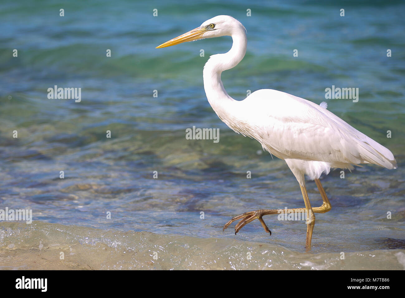Weiße Reiher, Fischreiher, vogel Kran spielen die Jagd in der Brandung Sunset Key. Stockfoto