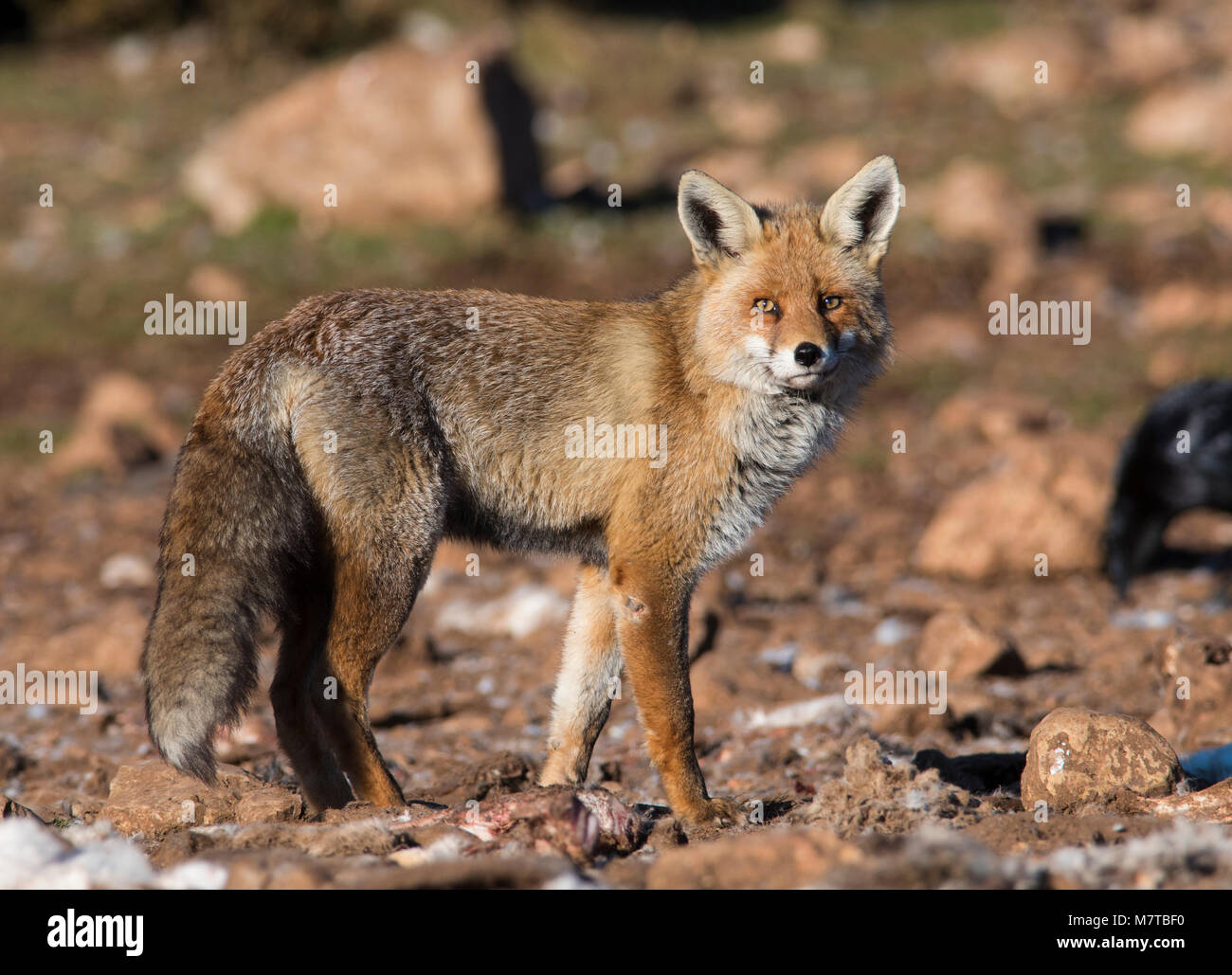 Red Fox (Vulpes vulpes) in den Pyrenäen Spanien in seiner vollen Winter Mantel. Stockfoto