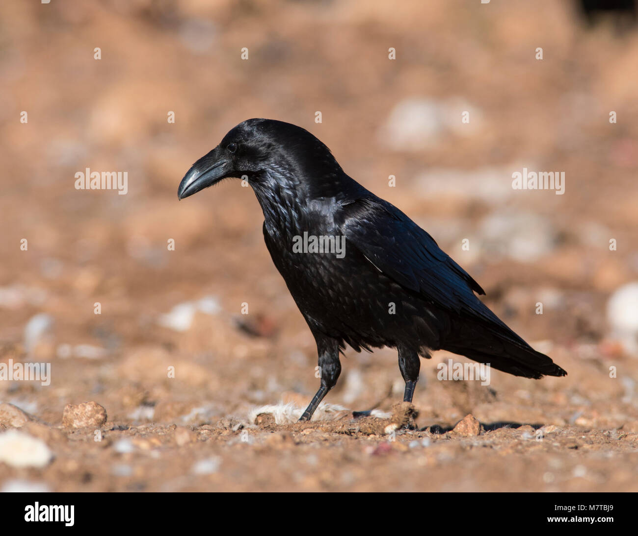 Rabe (Corvus Corax) setzte sich auf den Boden in den Pyrenäen Spanien saß in der Sonne. Stockfoto