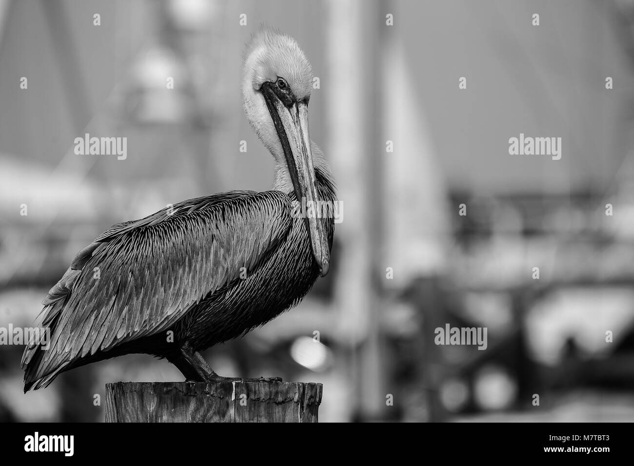 Pelikane in Key West Harbour. Stockfoto
