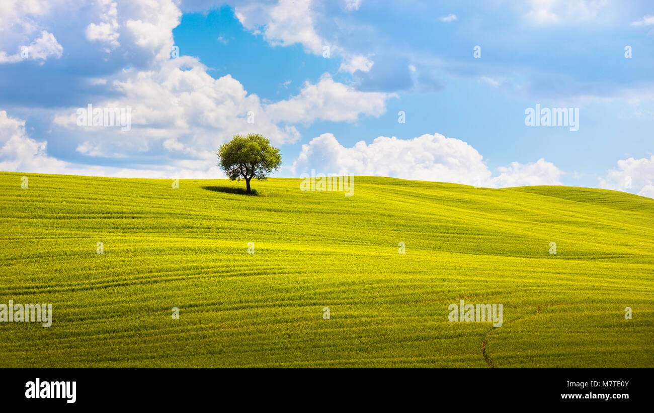 Tuscany Land Landschaft, Oliven Baum und grüne Felder. Montalcino, Italien, Europa. Stockfoto