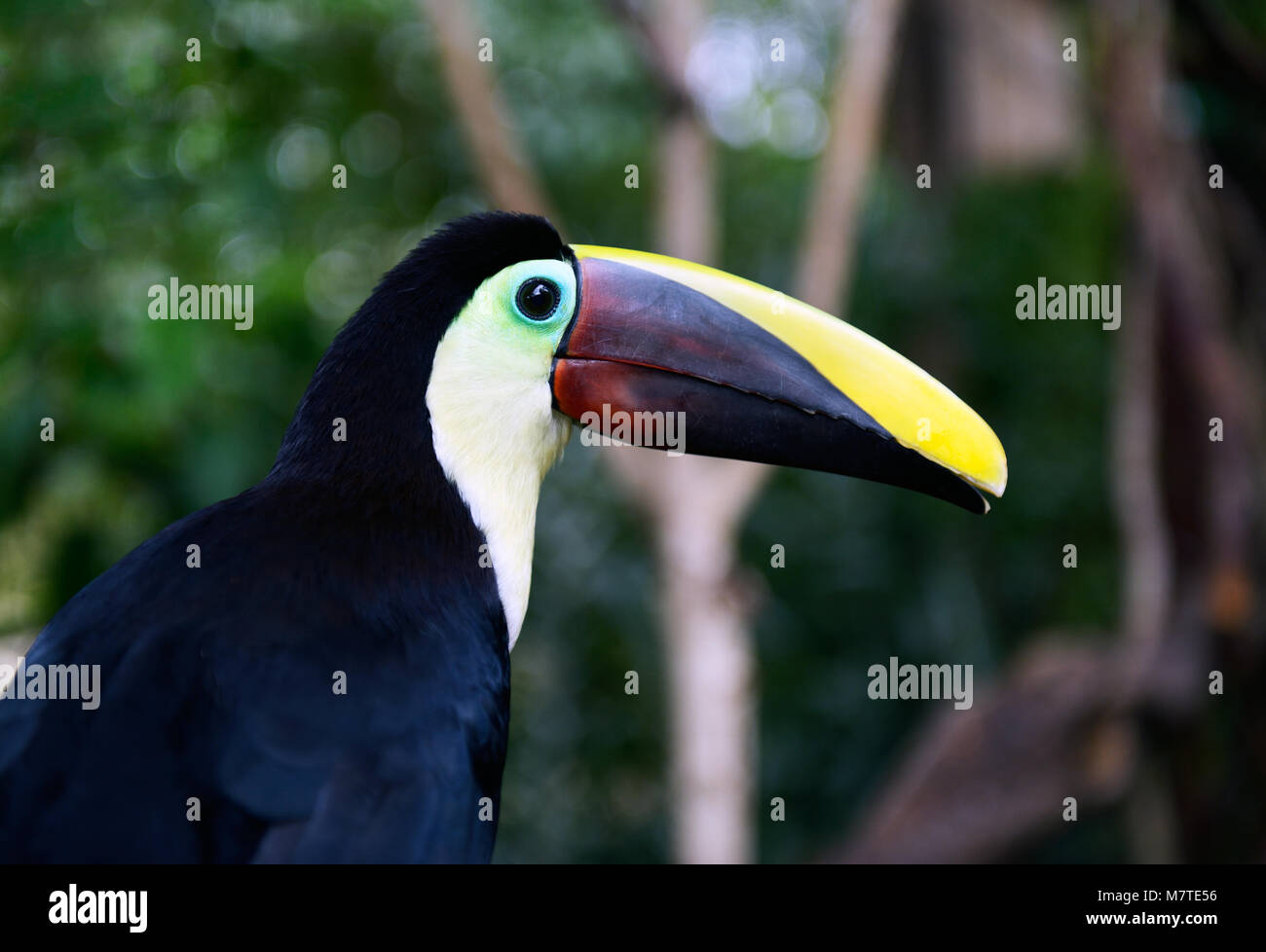 Kastanie - mandibled Toucan, Ramphastos swainsonii Stockfoto