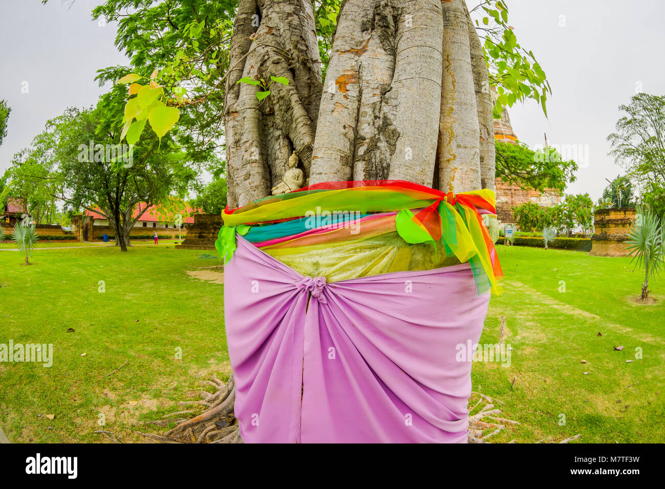 Nahaufnahme des selektiven Fokus der schönen Buddha in einem Baum in der Provinz Ayutthaya Stockfoto