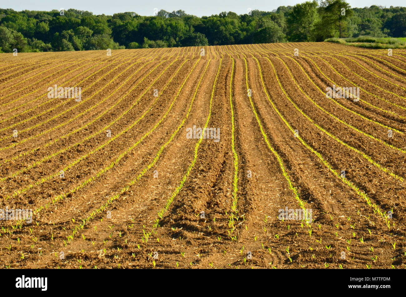 Kulturen, die in dieser Farm Feld hier im Osten der Vereinigten Staaten Stockfoto