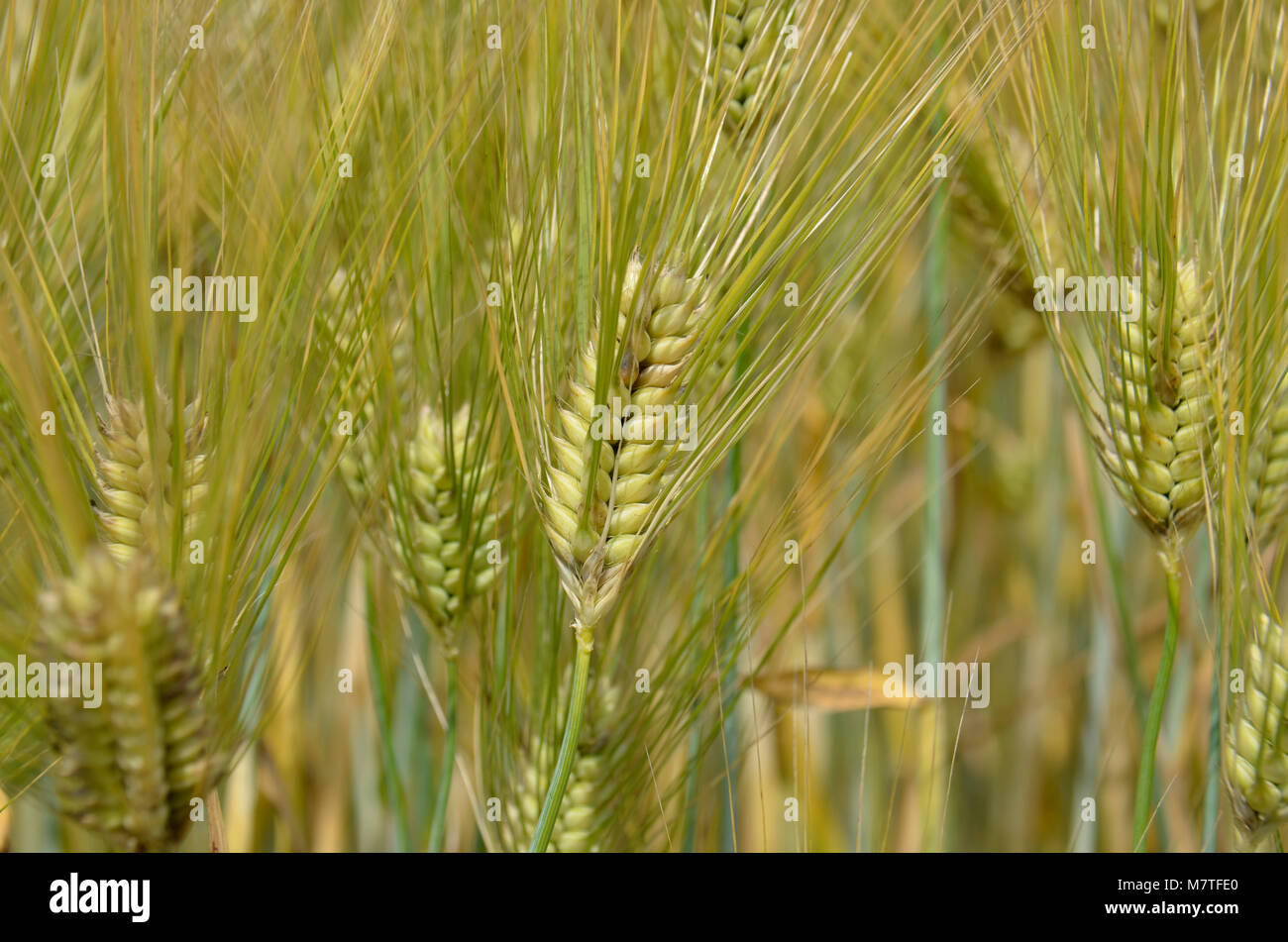 Kulturen, die in dieser Farm Feld hier im Osten der Vereinigten Staaten Stockfoto