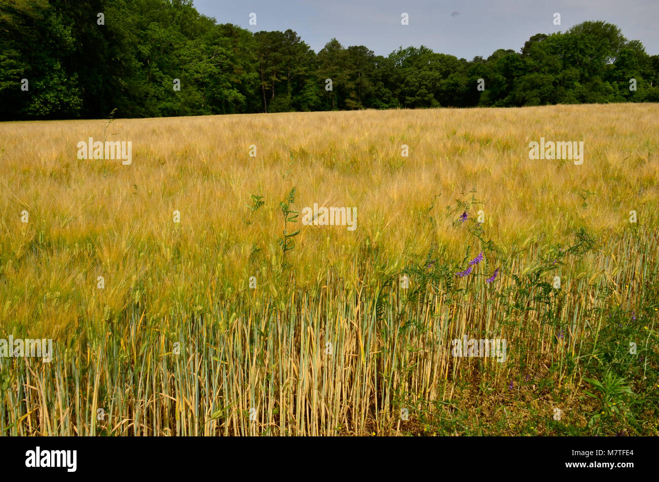 Kulturen, die in dieser Farm Feld hier im Osten der Vereinigten Staaten Stockfoto