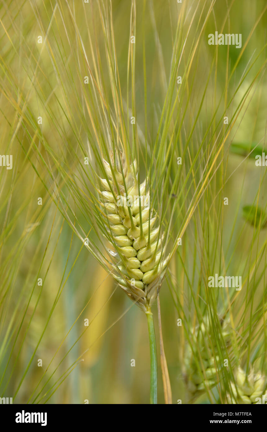 Kulturen, die in dieser Farm Feld hier im Osten der Vereinigten Staaten Stockfoto