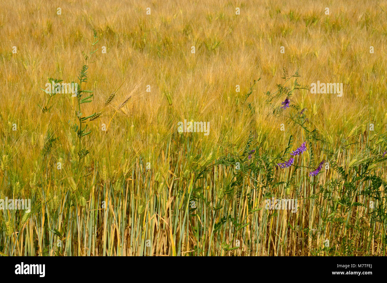 Kulturen, die in dieser Farm Feld hier im Osten der Vereinigten Staaten Stockfoto