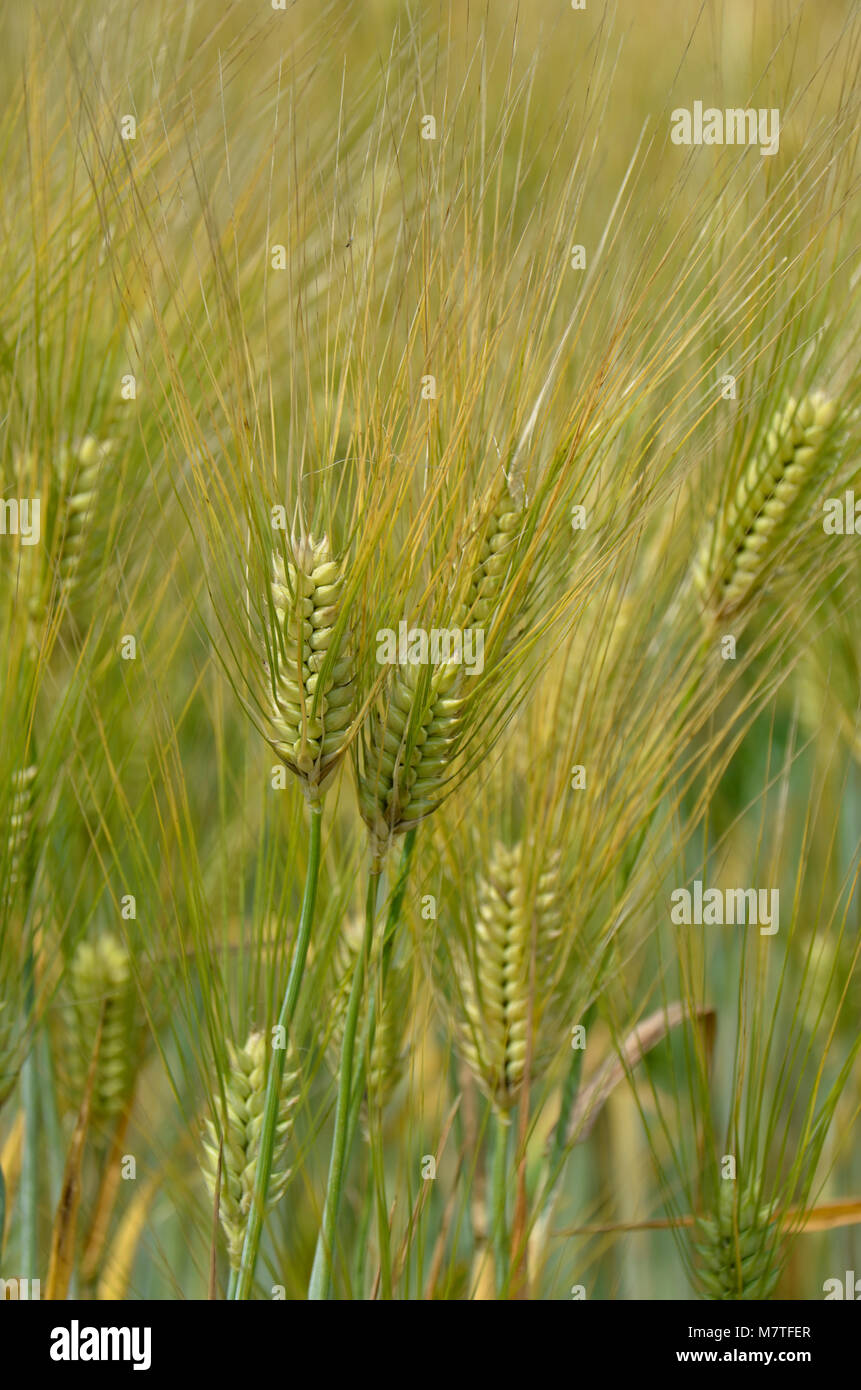 Kulturen, die in dieser Farm Feld hier im Osten der Vereinigten Staaten Stockfoto