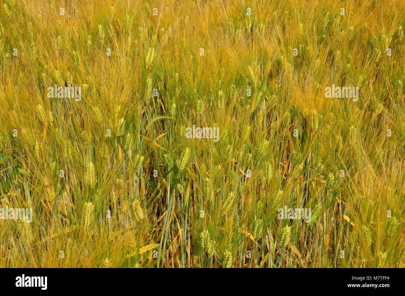 Kulturen, die in dieser Farm Feld hier im Osten der Vereinigten Staaten Stockfoto