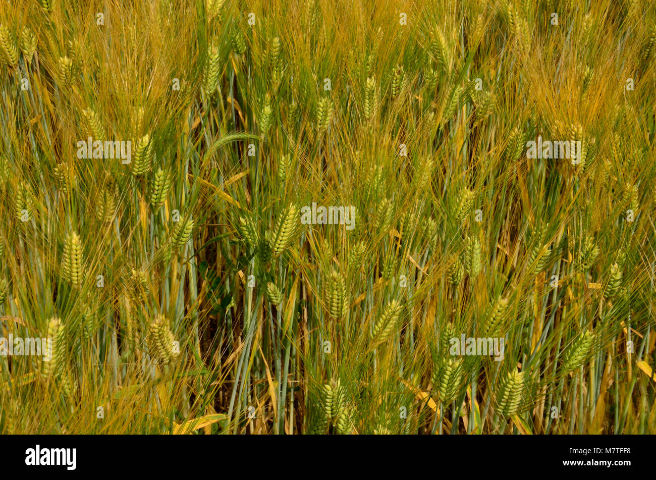 Kulturen, die in dieser Farm Feld hier im Osten der Vereinigten Staaten Stockfoto