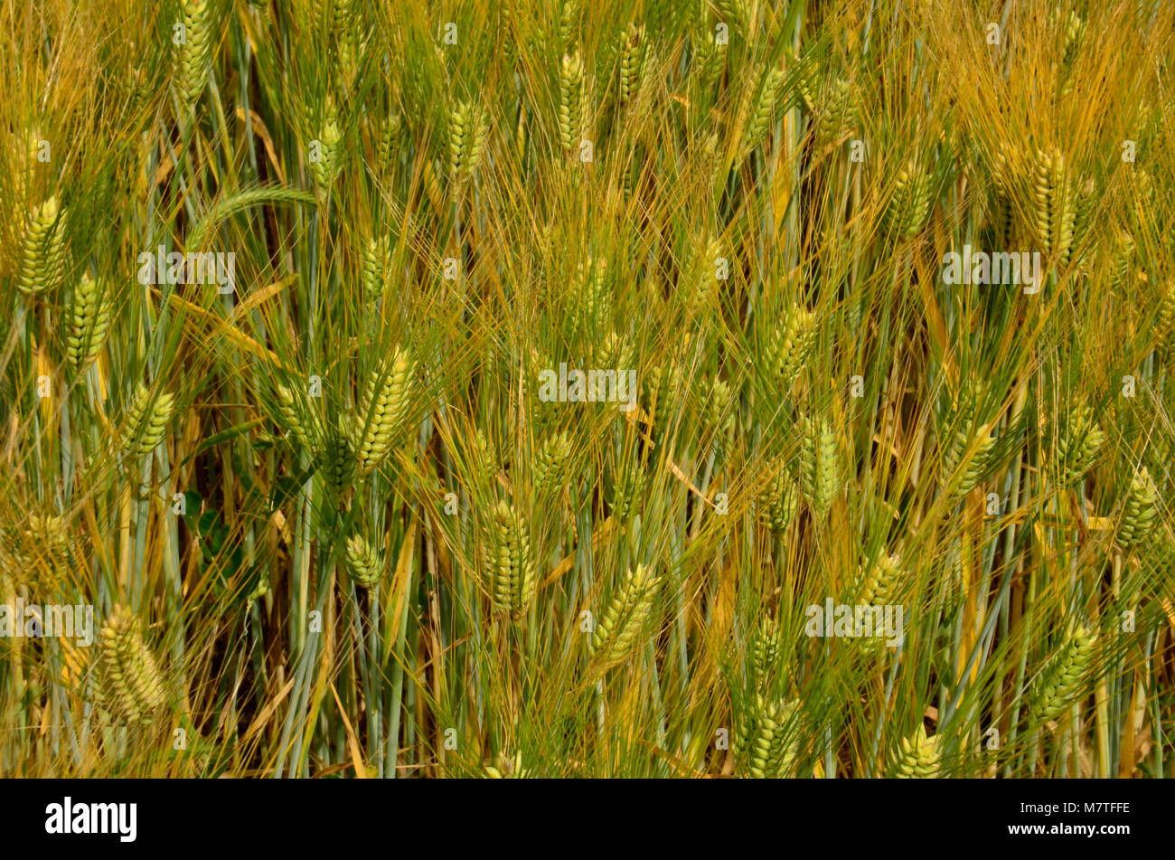 Kulturen, die in dieser Farm Feld hier im Osten der Vereinigten Staaten Stockfoto