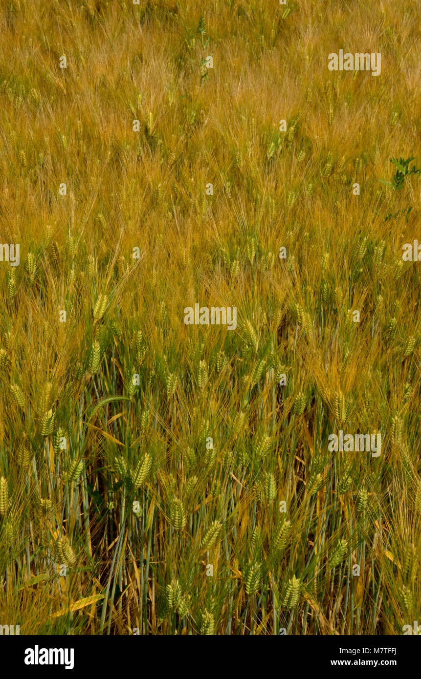 Kulturen, die in dieser Farm Feld hier im Osten der Vereinigten Staaten Stockfoto