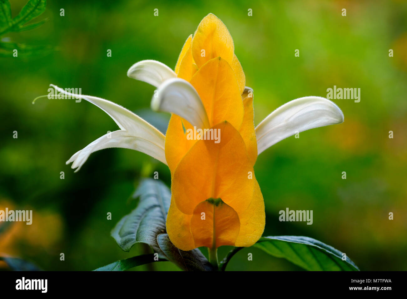 Pachystachys lutea, durch den gemeinsamen Namen lollipop Anlage und Goldene Garnelen Pflanze bekannt, ist ein subtropisches, Soft-stammte immergrüner Strauch. Stockfoto