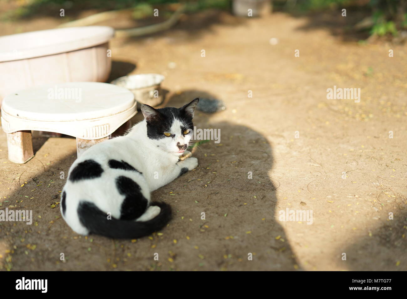 Eine Katze, die sich nach dem Mittagessen in einem Land Stockfoto