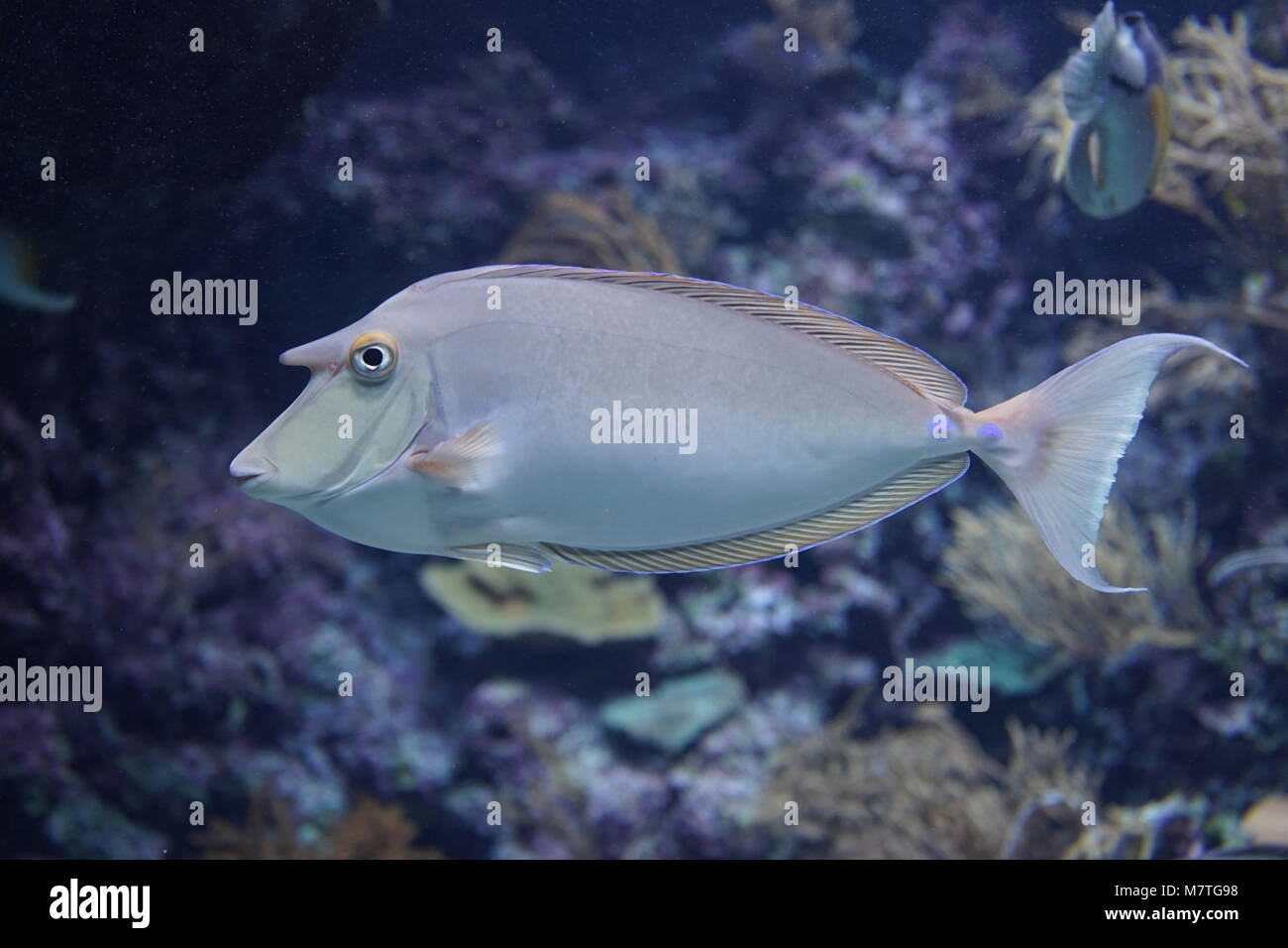 Ein Fisch sieht aus wie für die Kamera posieren Stockfoto