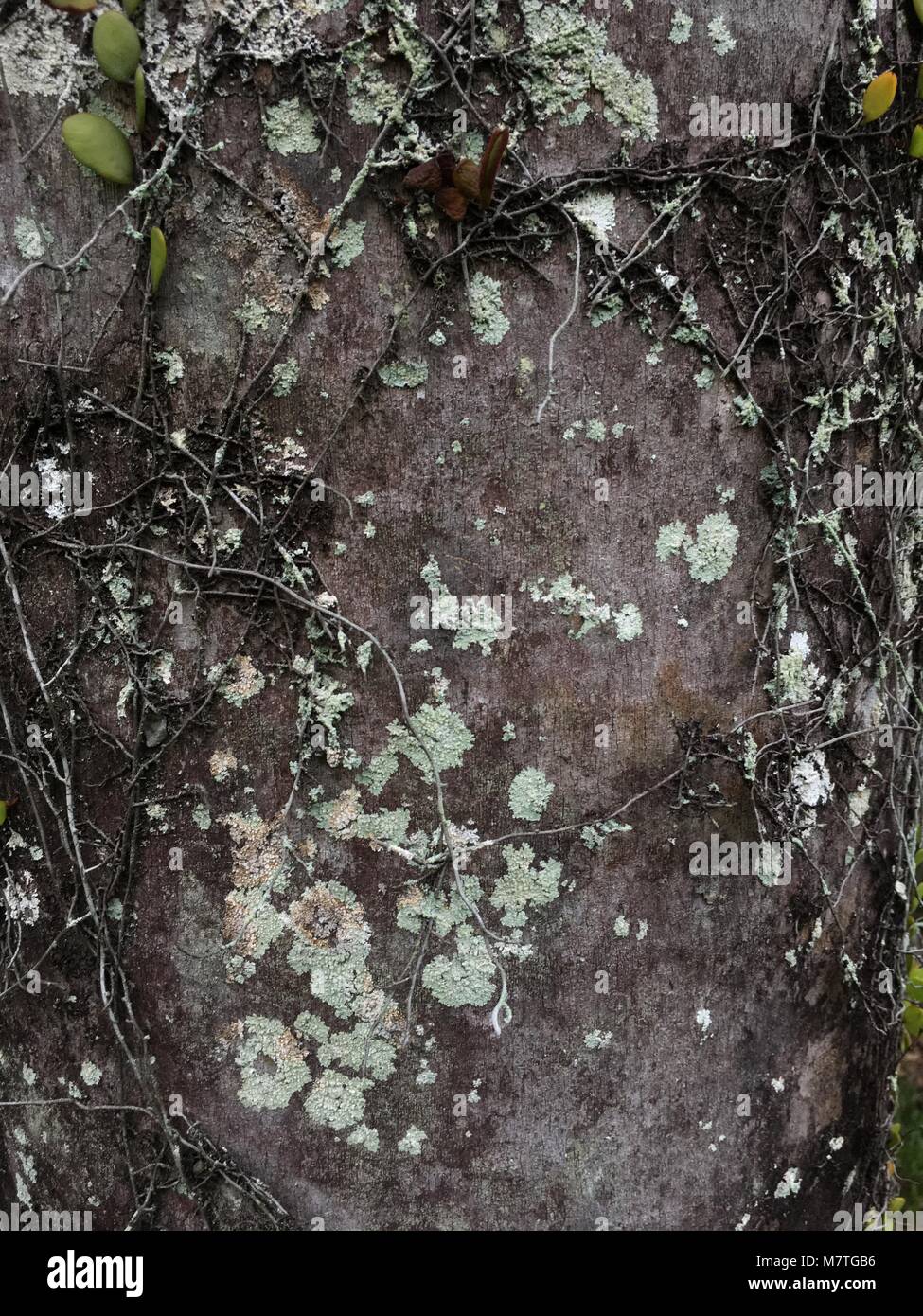Grauer Rinde Muster auf Ein alter Baum mit versaut Struktur Stockfoto
