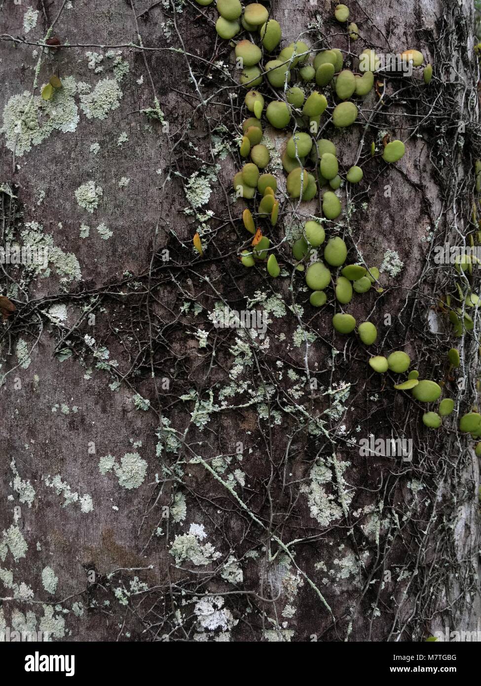 Graue Baumrinde mit Durcheinander Blätter - 50 Schattierungen von Grau. Stockfoto