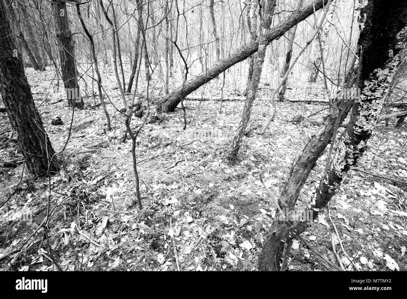 März 12, 2018 - Großpolen, Polen - Orte - der Wald und seine Umgebung in den frühen Frühling. (Bild: © dawid Tatarkiewicz über ZUMA Draht) Stockfoto