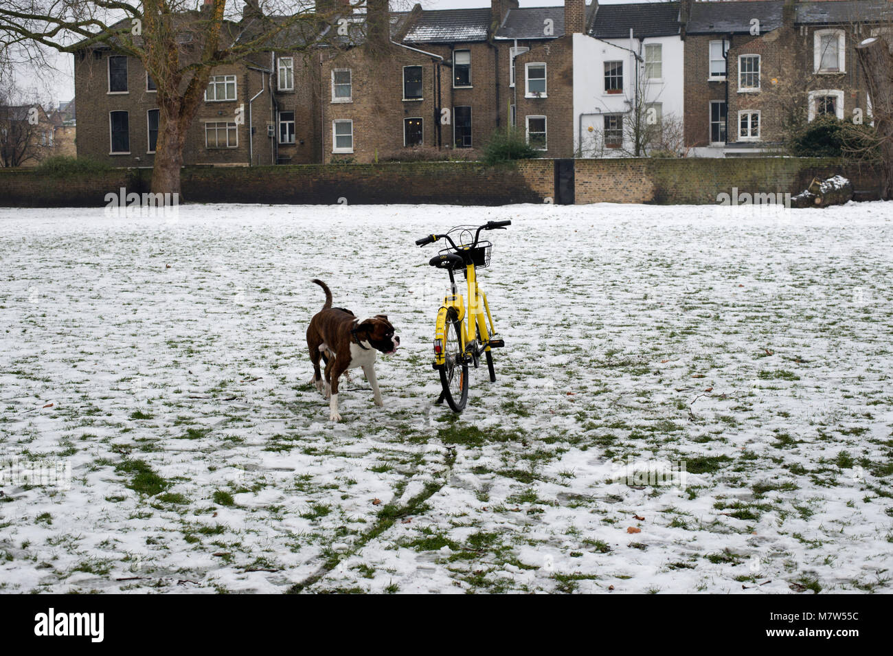 Hackney. London Felder. Ein Hund Kontrollen ein ofo Fahrrad im Park abandonned Stockfoto