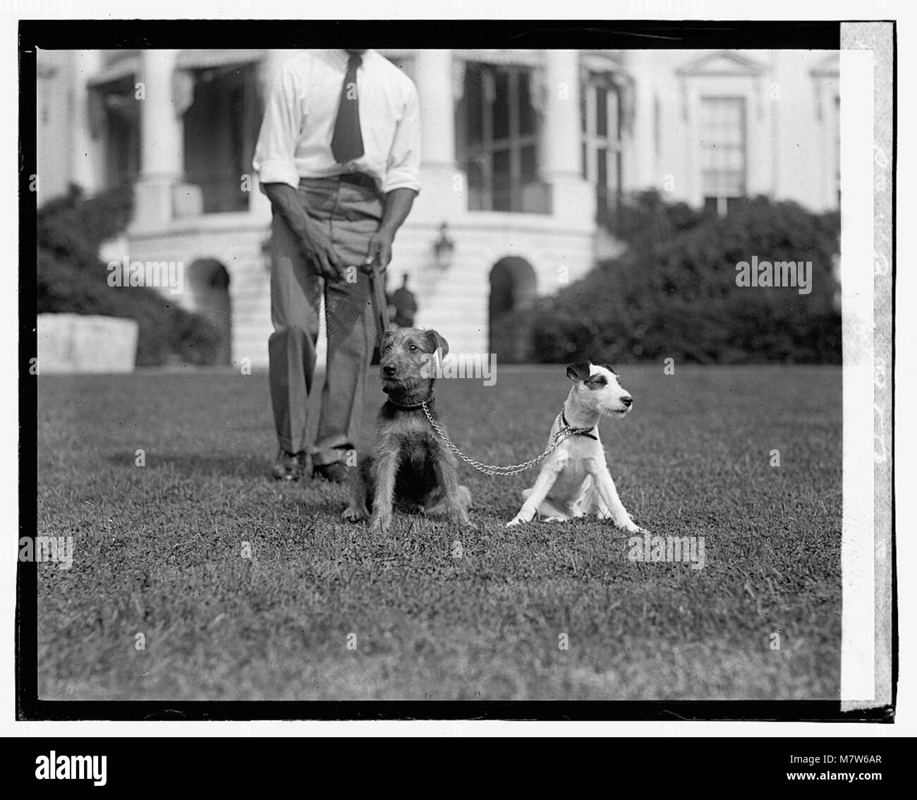 Eine Fotografie von Laddie Buck, möglicherweise ein Haustier oder Tier, zusammen mit einer Darstellung von Peter Pan, die möglicherweise auf eine Bühne oder literarische Verbindung verweist. Stockfoto