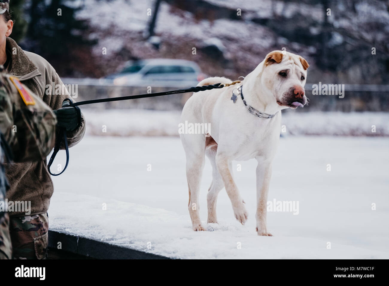 Weißer Hund draußen zu Fuß auf Leiste Stockfoto