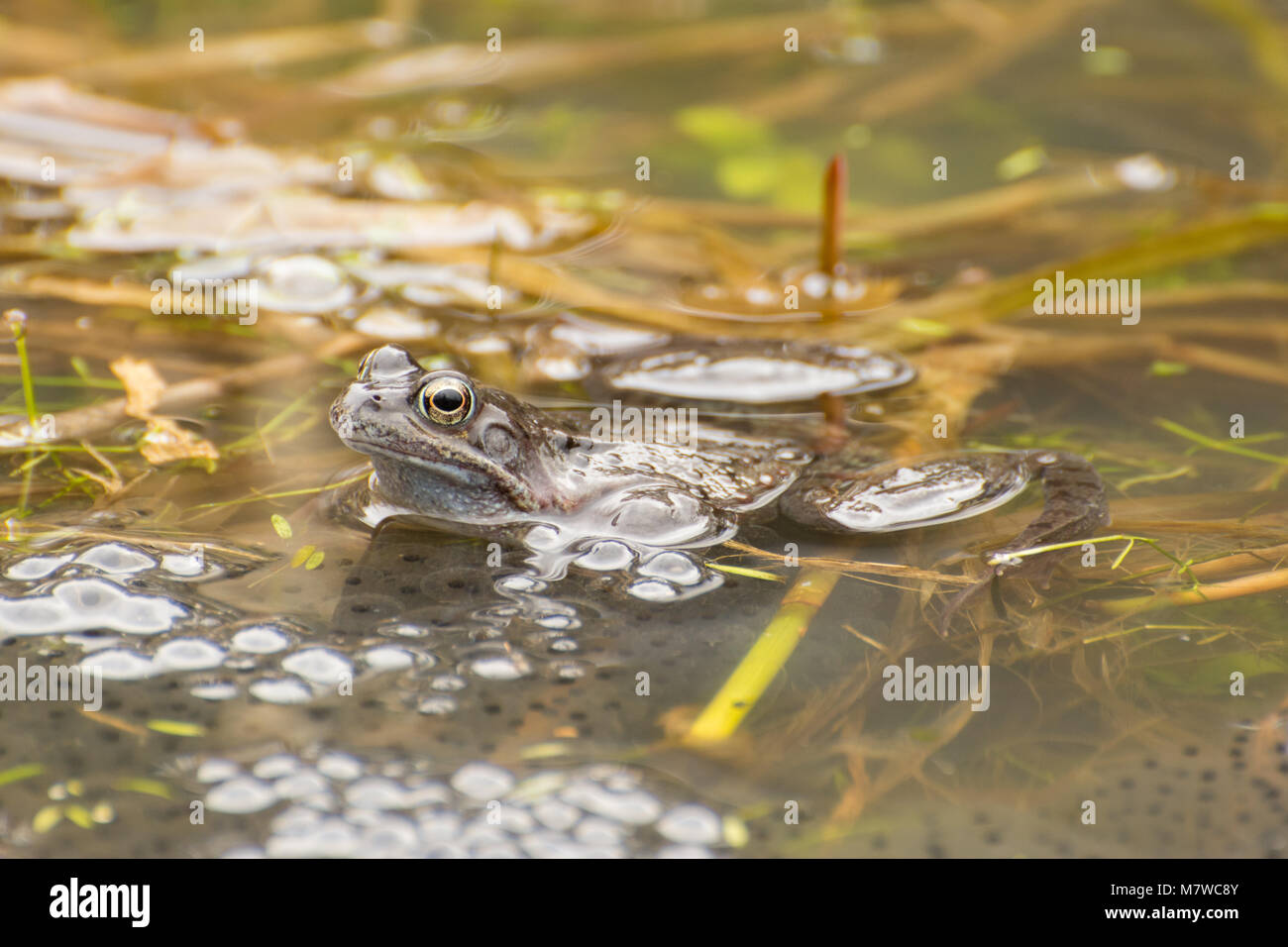 Männliche Grasfrosch (Rana temporaria) in Zucht Teich mit frogspawn Stockfoto