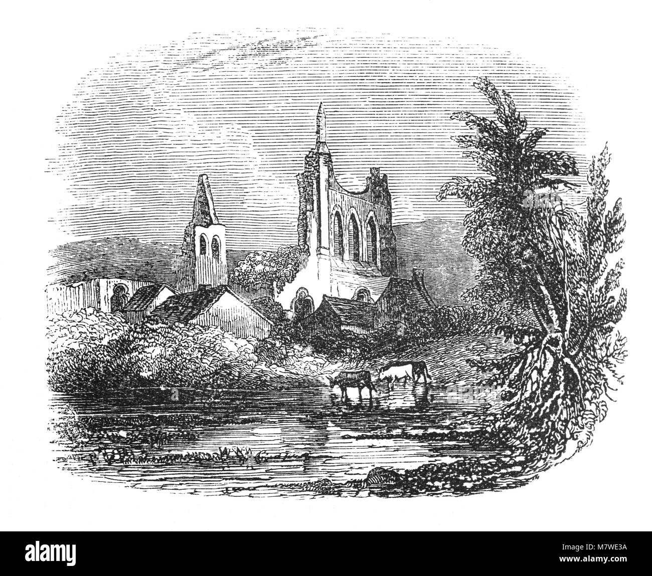 Vieh vor ruiniert Byland Abbey in der Nähe von einem kleinen Dorf in der ryedale Viertel von North Yorkshire, England. Es wurde als Savigniac Abtei im Januar 1135 gegründet und wurde durch die Zisterzienser im Jahre 1147 aufgenommen. Stockfoto