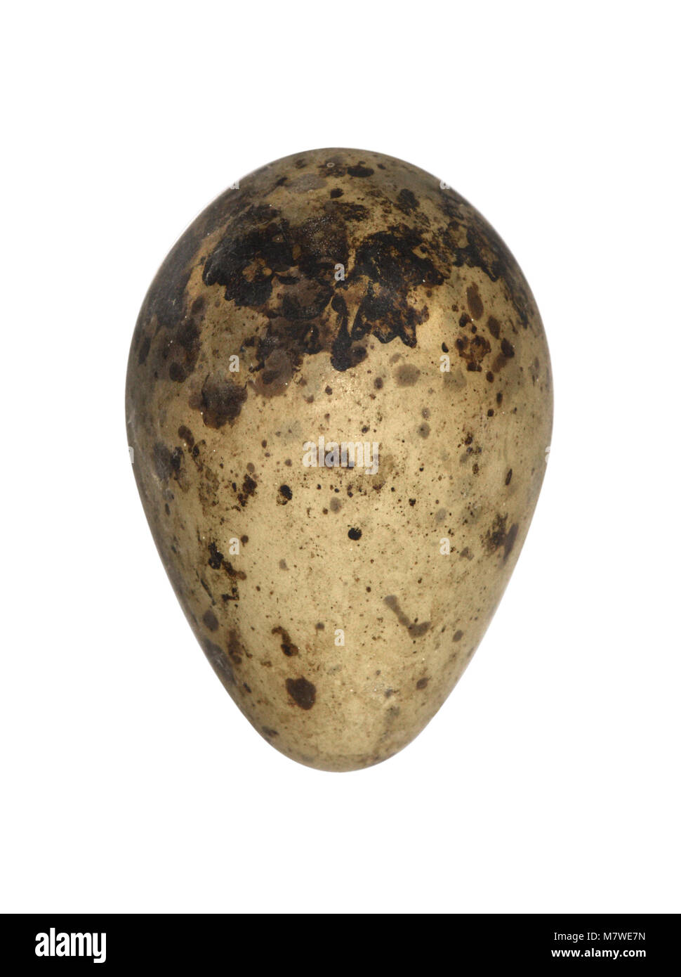Grüne Sandpiper - Tringa ochropus Stockfoto