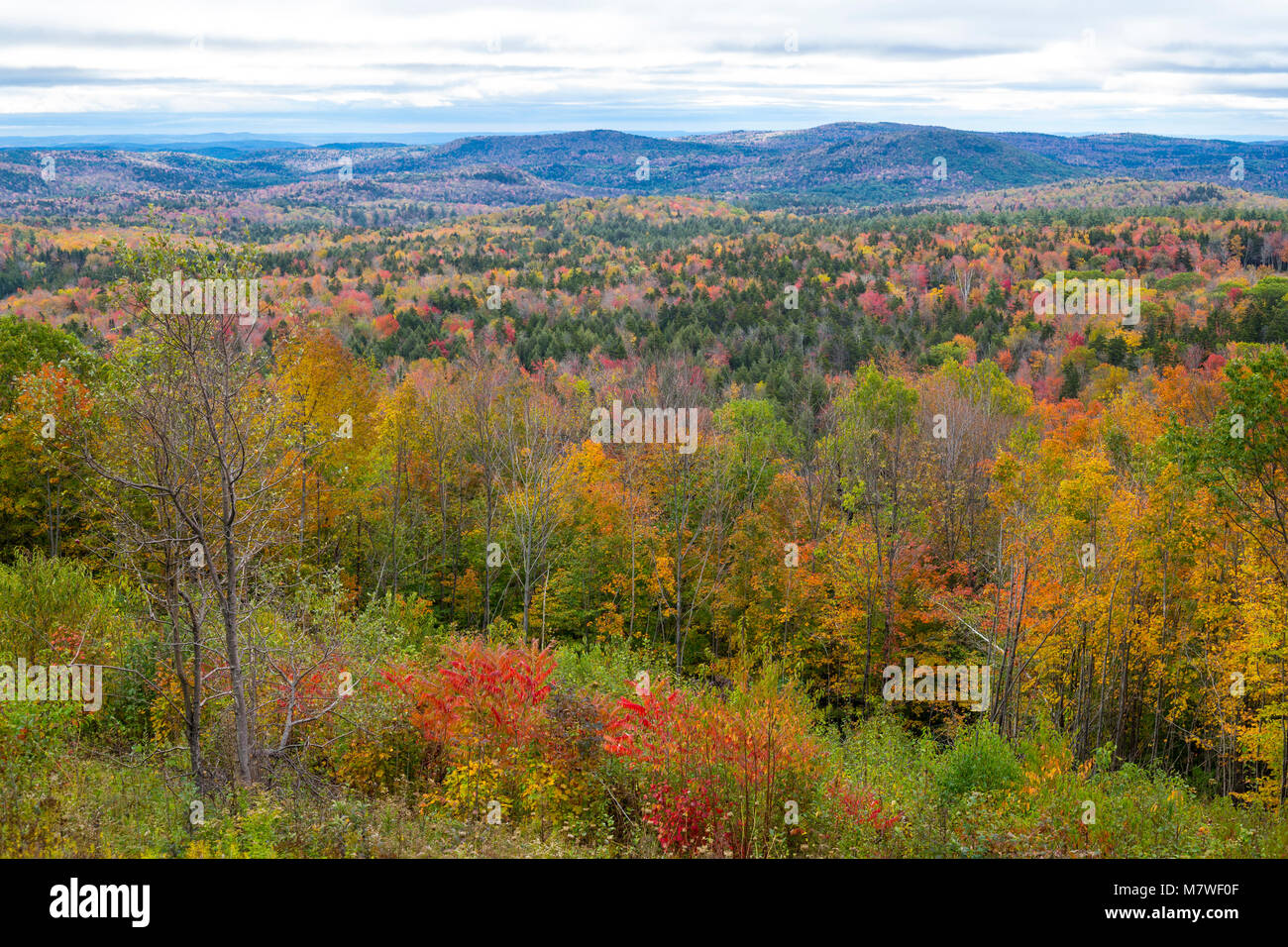 Vermont Falllaub vom State Highway 9, Westlich von Brattleboro. Stockfoto