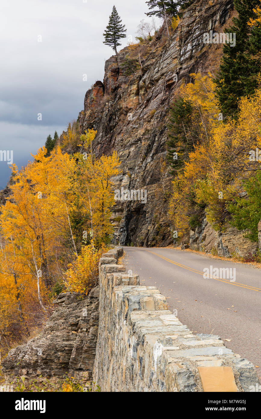 Golden aspen Entlang der Sonne Straße, Herbst, Glacier National Park, Montana Stockfoto