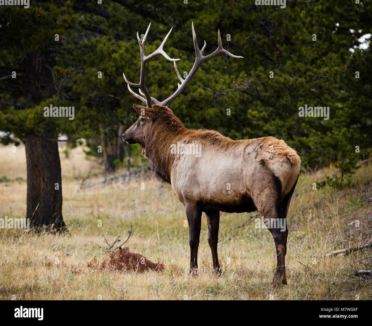 Bull elk in Rut, Yellowstone National Park, Wyoming Stockfoto