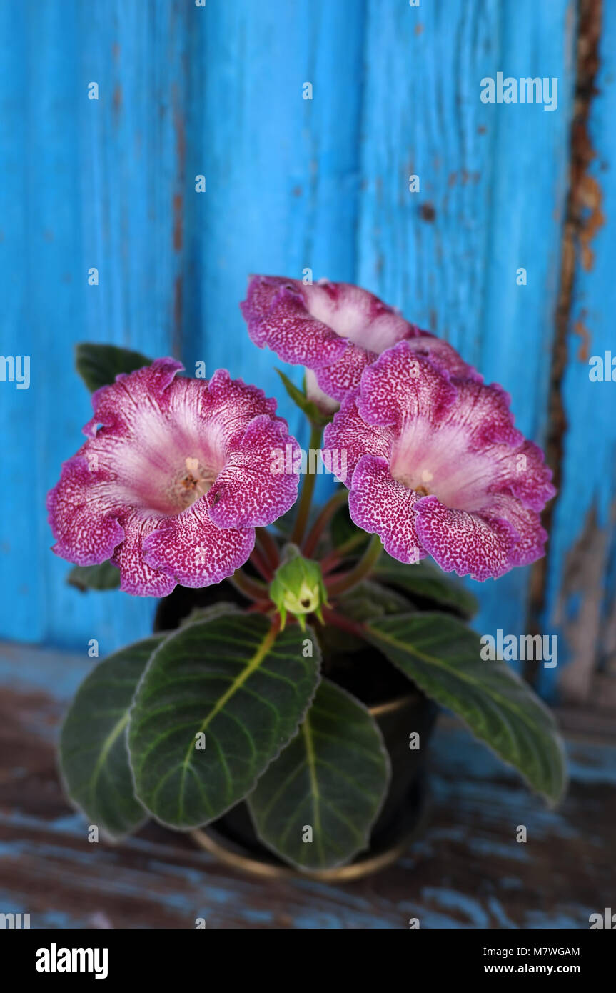 Velvet Gloxinia Blume in einem Blumentopf. Stockfoto