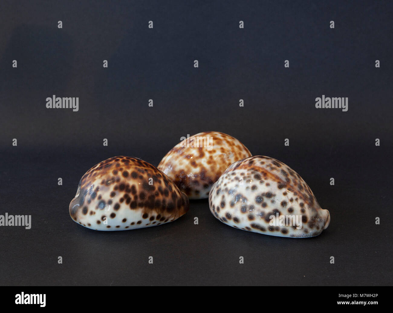 Cowry Shells Stockfoto