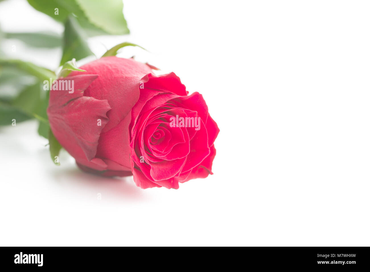 Red Rose Blume auf weißem Hintergrund. Stockfoto