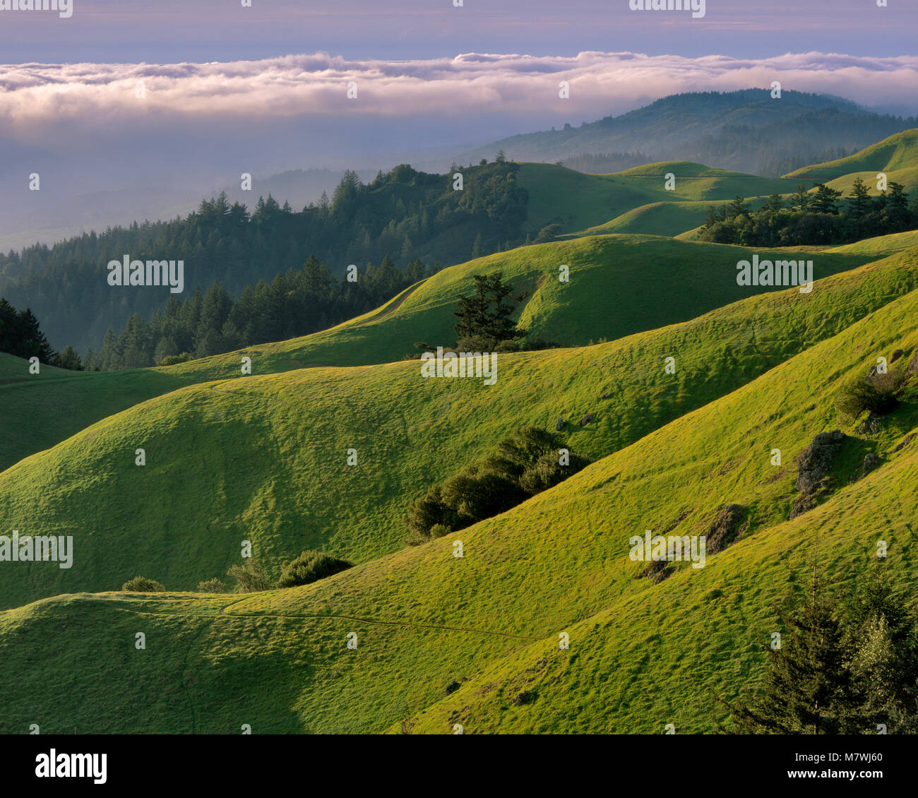 Bolinas Ridge, Mount Tamalpais State Park, Golden Gate National Recreation Area, Marin County, Kalifornien Stockfoto