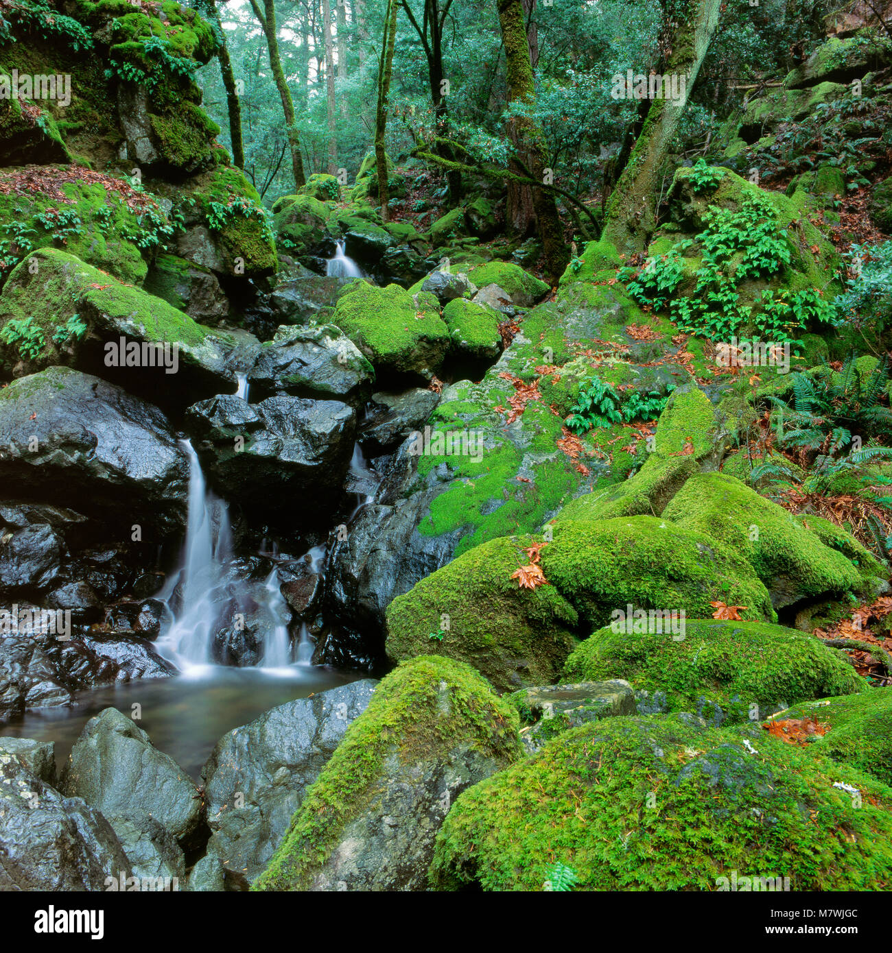 Fällt, Cataract Creek, Mount Tamalpais, Marin County, Kalifornien Stockfoto