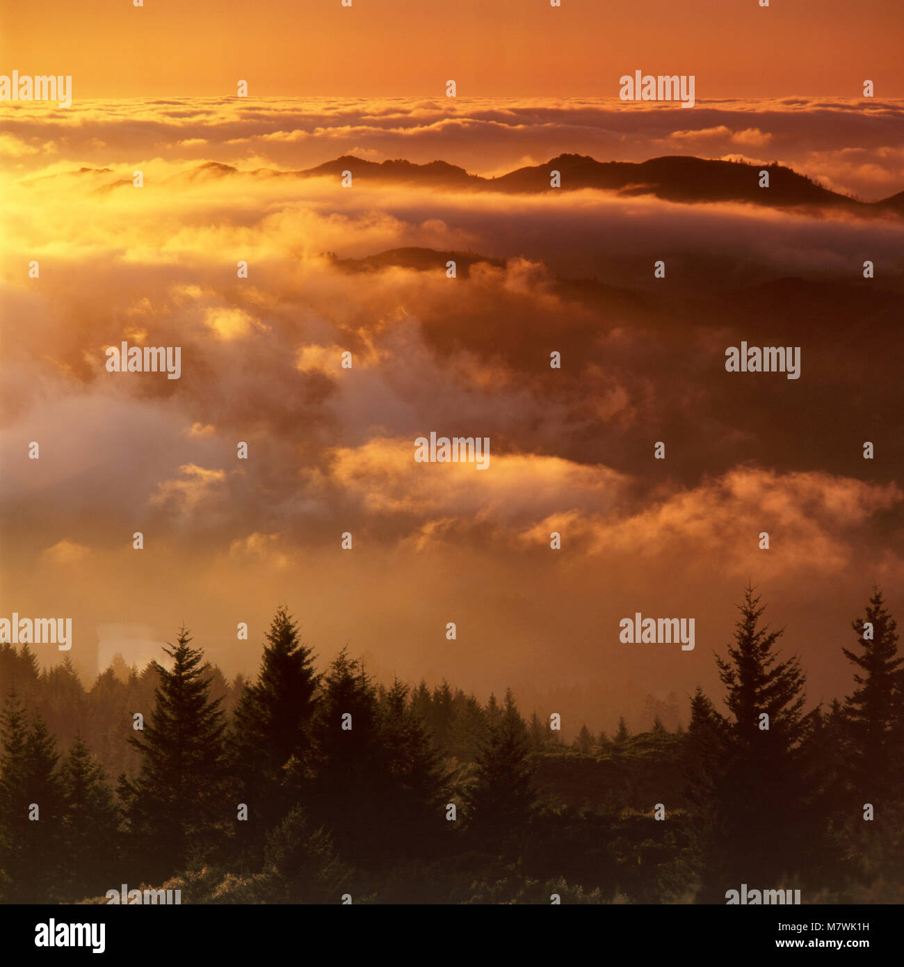 Sonnenuntergang, Küstennebel, Mount Tamalpais State Park, Marin County, Kalifornien Stockfoto