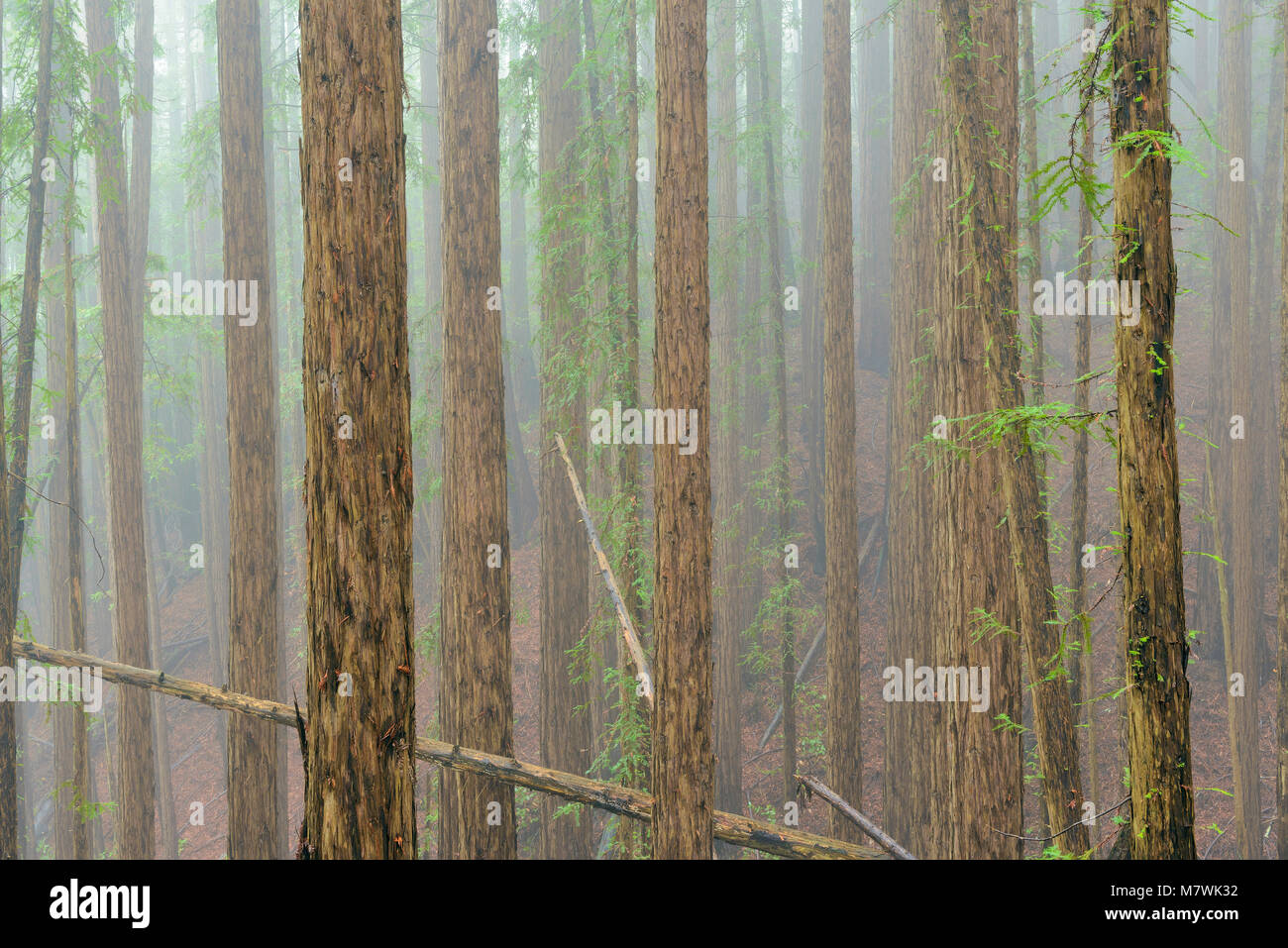 Redwood Grove, Mount Tamalpais State Park, Marin County, Kalifornien Stockfoto