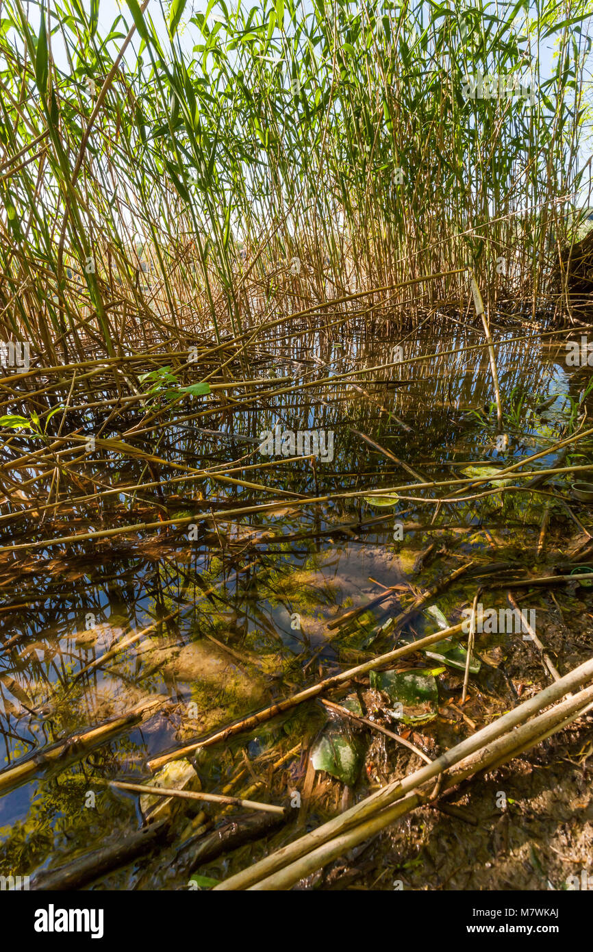 Wasser Pflanzen in kleinen See und schönen Sonnenlicht leuchtet Stockfoto