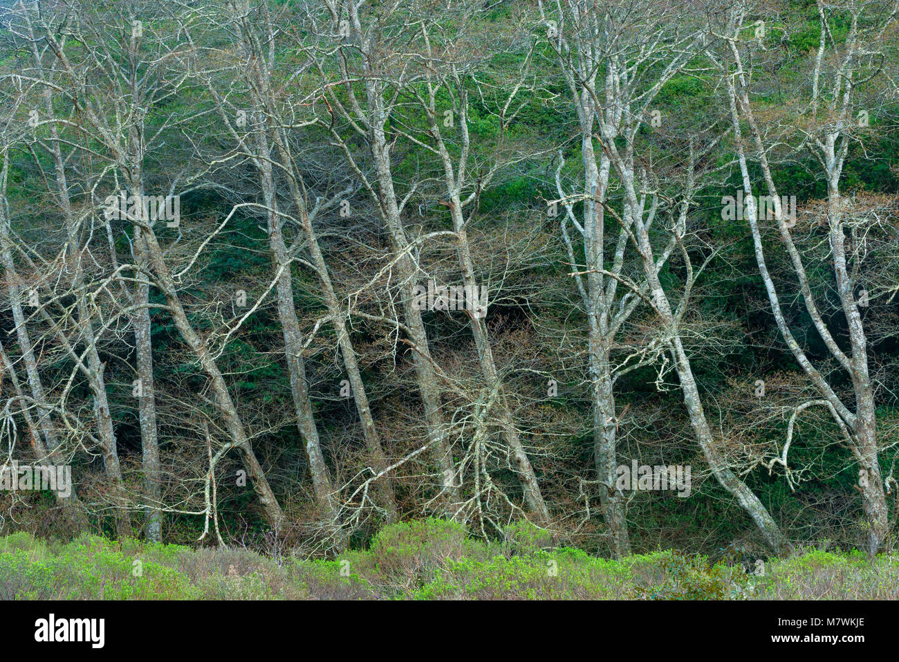 Red Erlen Alnus rubra, Redwood Creek, Mount Tamalpais State Park, Marin County, Kalifornien Stockfoto