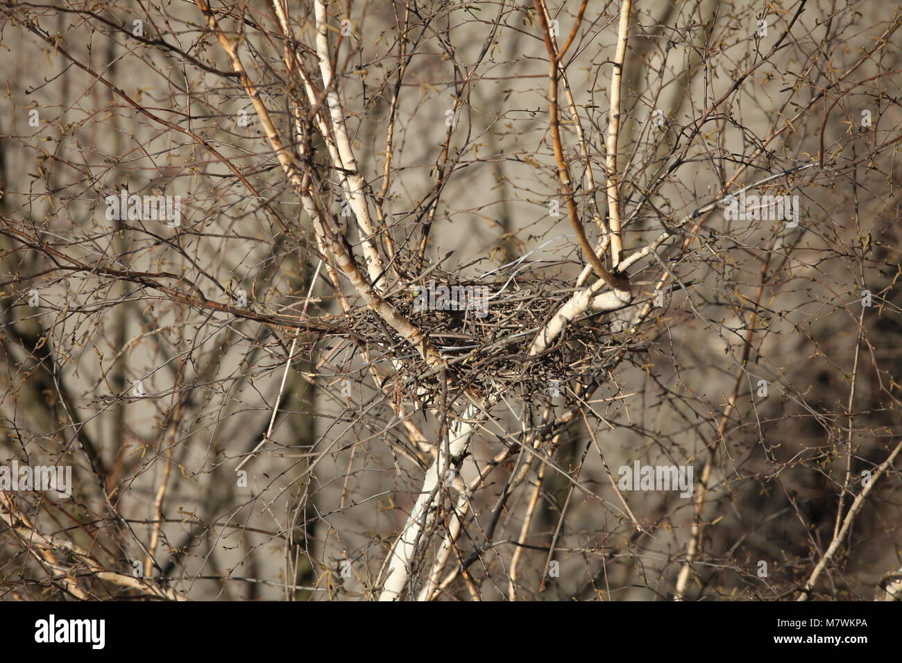 Der Frühling leer Vogel Nest in einem leeren Baum Stockfoto