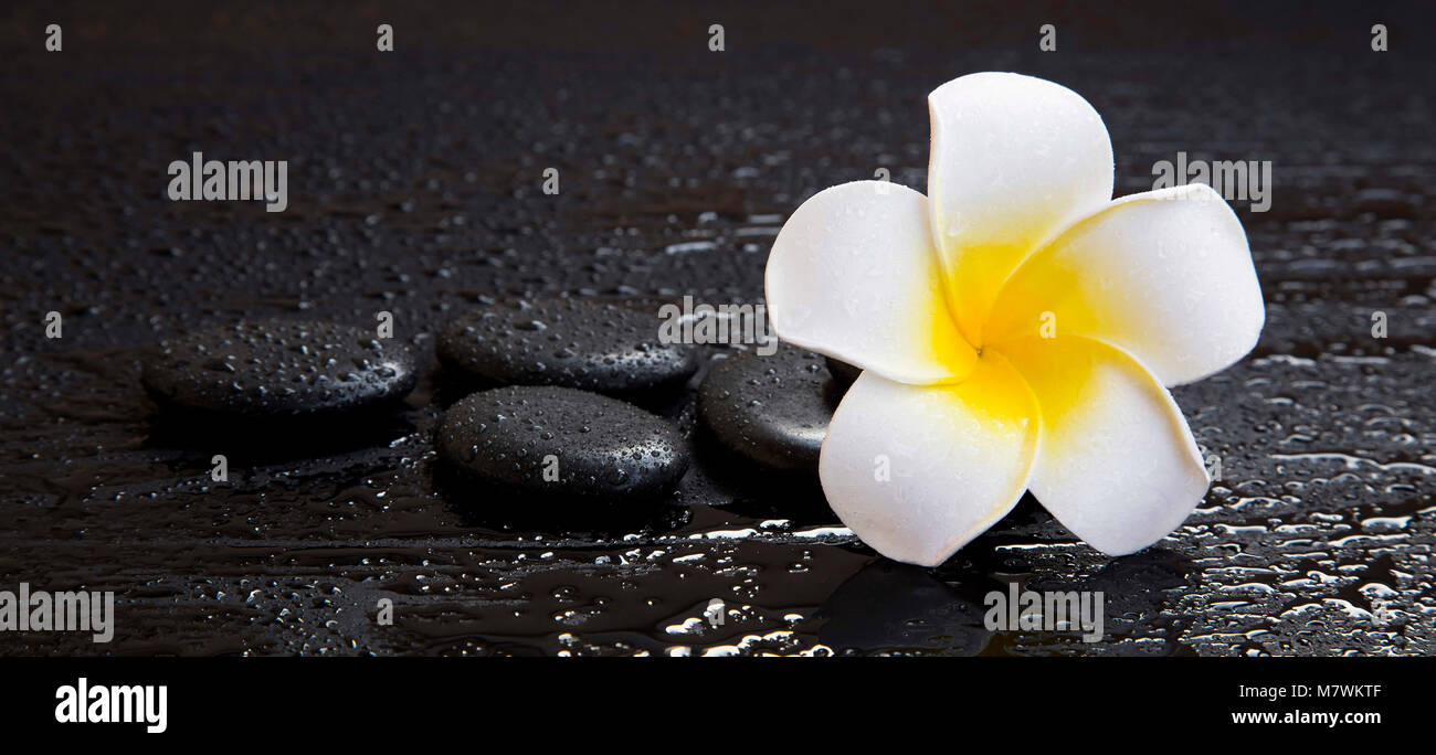 Einstellung mit plumeria Flower Spa und Massage Steine mit Wassertropfen Stockfoto