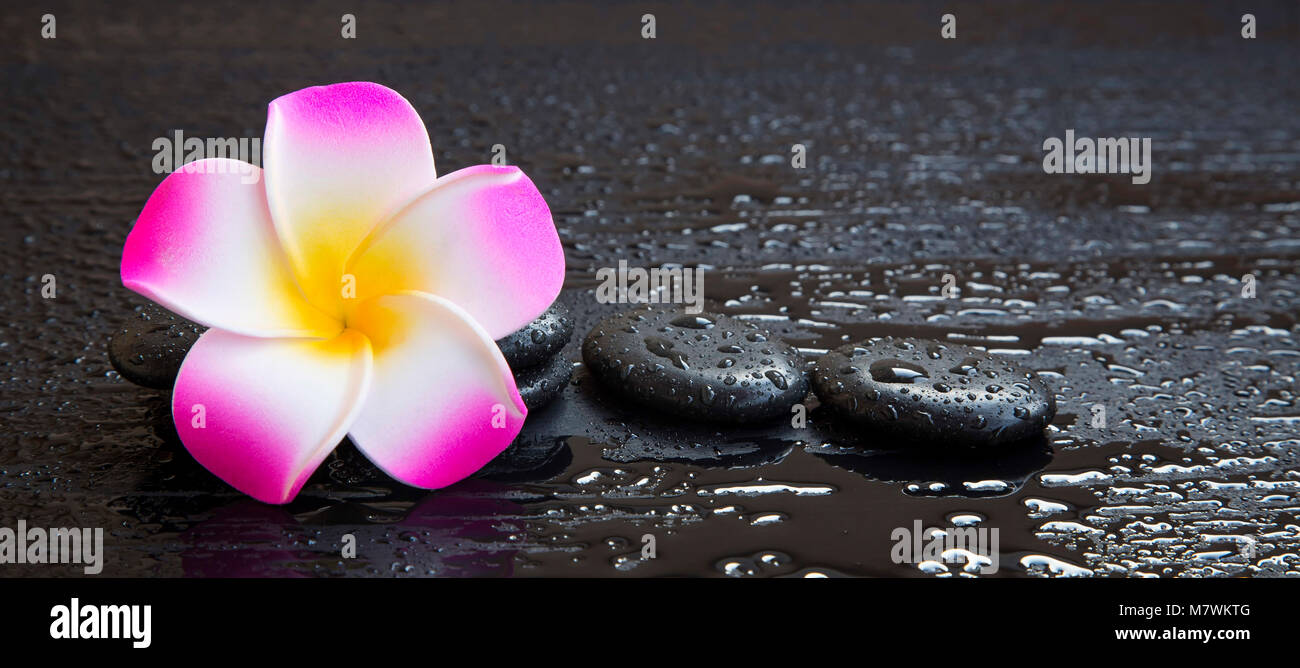Einstellung mit plumeria Flower Spa und Massage Steine mit Wassertropfen Stockfoto