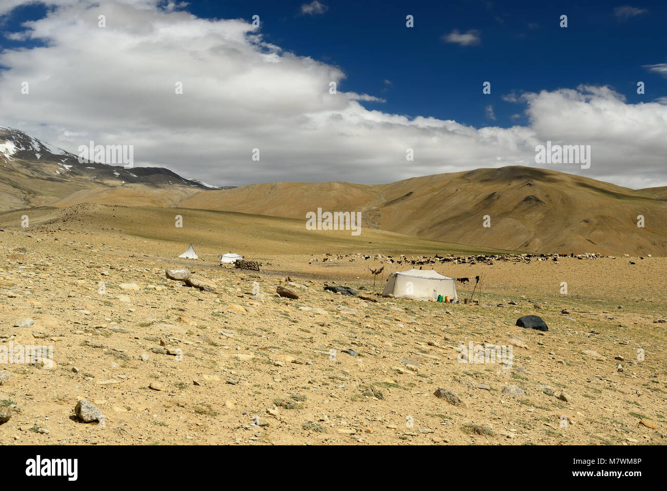 Zuflucht der Changpa sind ein semi-nomadischen Tibeter vor allem in dem Changtang in Ladakh und in Jammu und Kaschmir. Indien Stockfoto