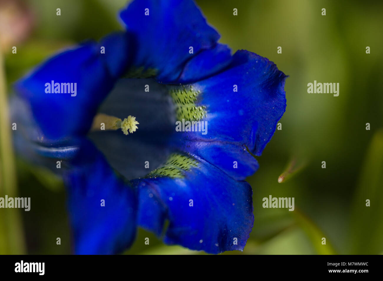 Stemless Alpgentiana Enzian (Gentiana acaulis) Stockfoto