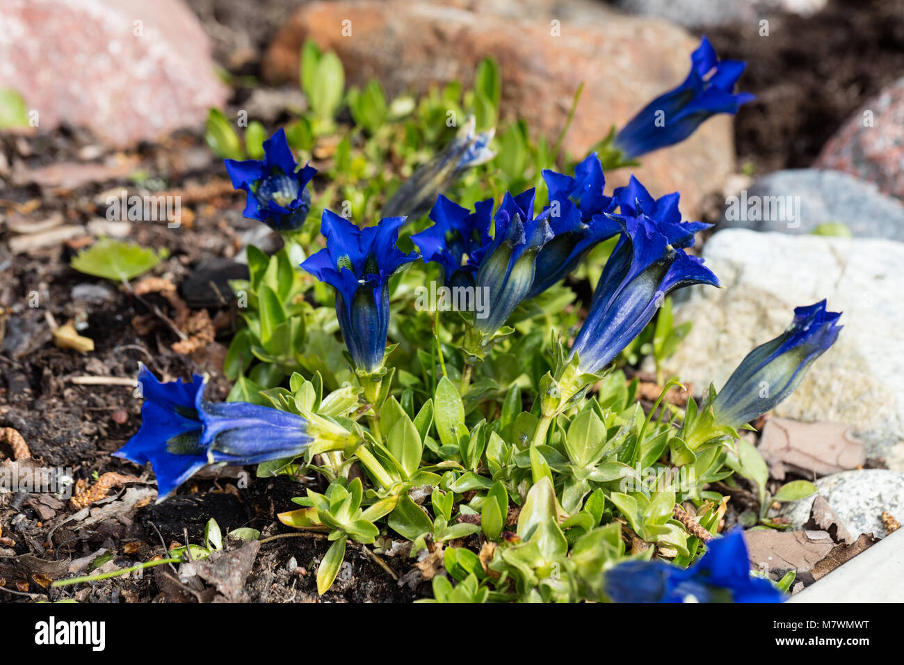 Stemless Alpgentiana Enzian (Gentiana acaulis) Stockfoto