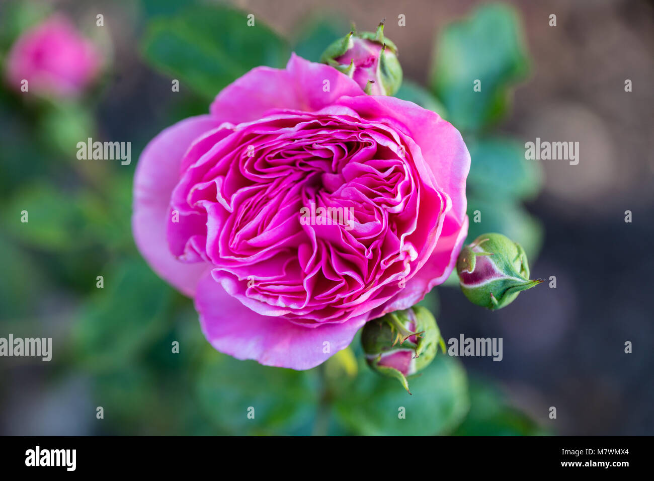 "Baronin Floribunda Rose, Floribundaros (Rosa) Stockfoto