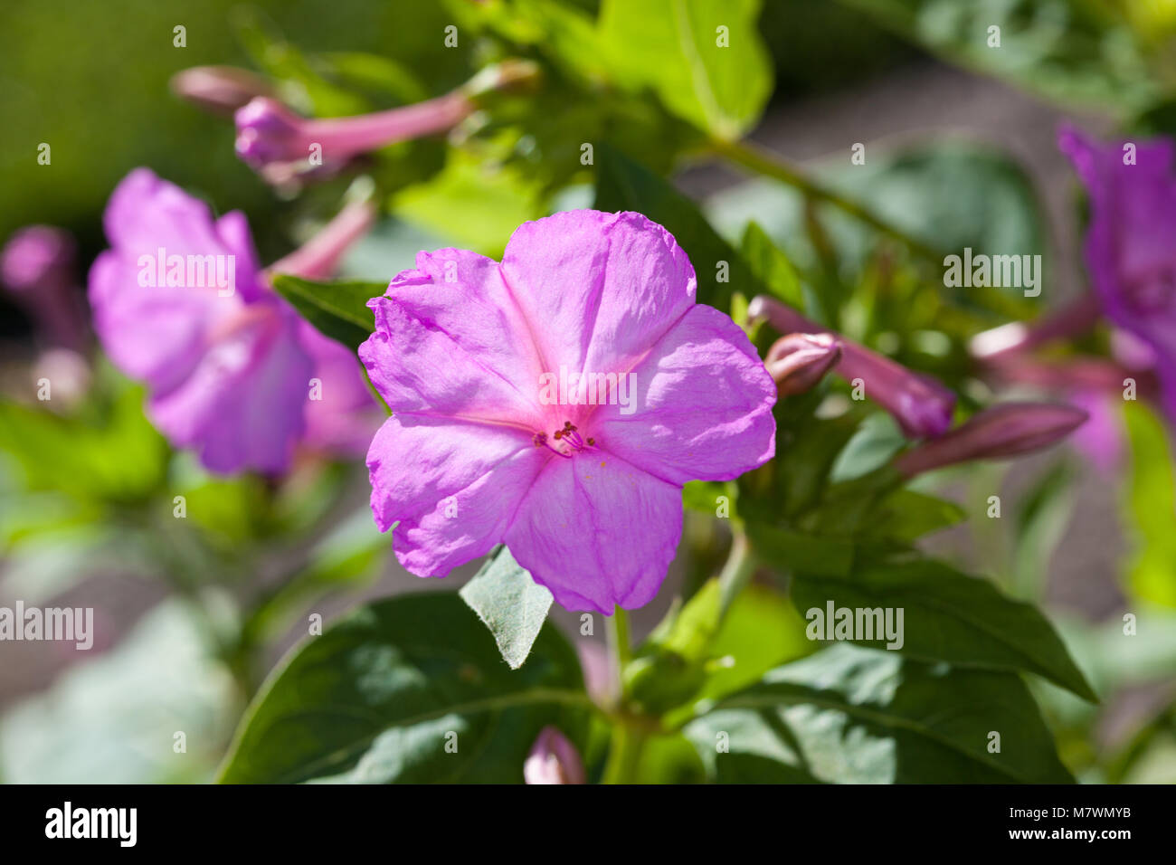 Vier Uhr Blume, Underblomma (Mirabilis jalapa) Stockfoto