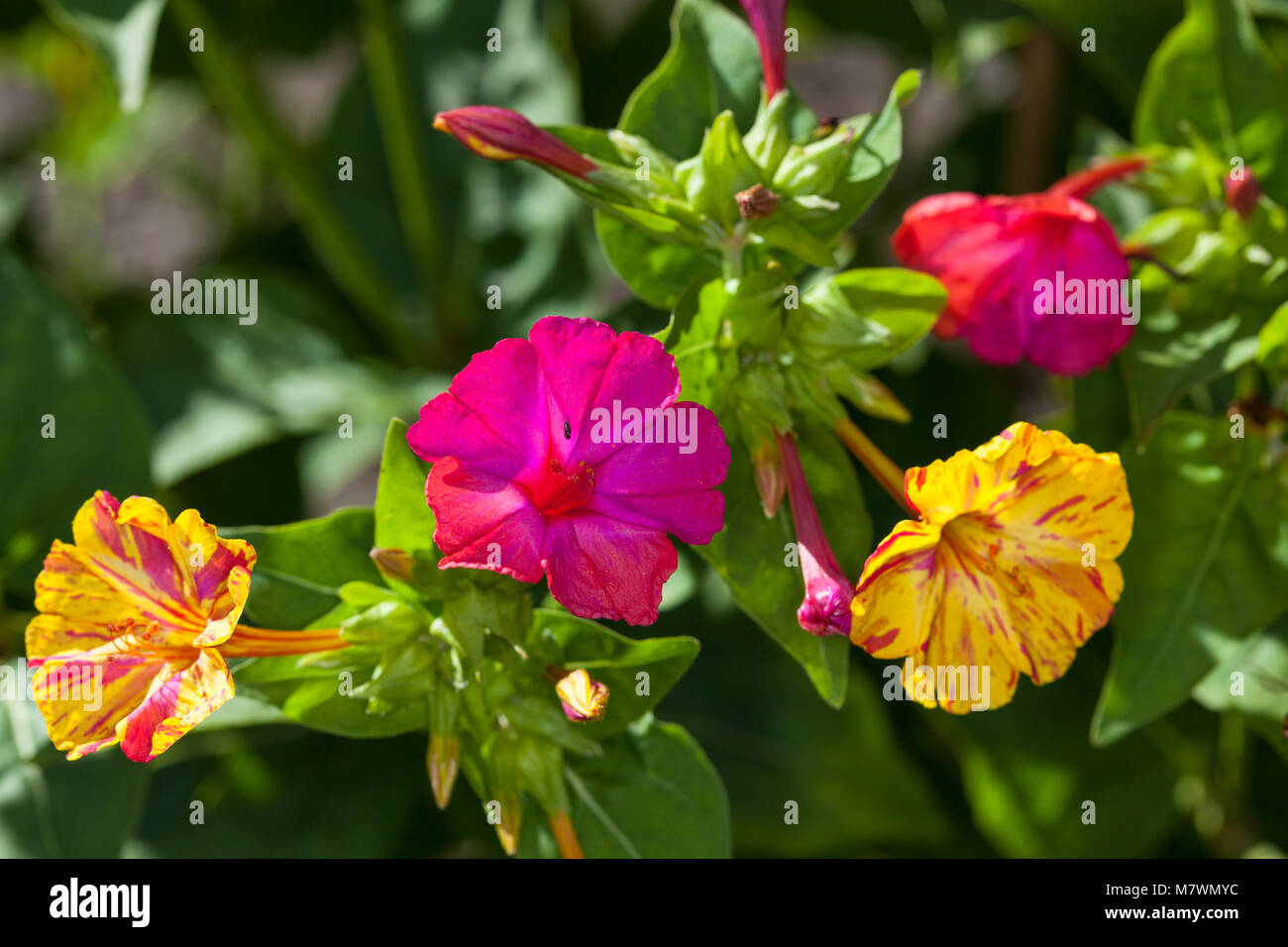 Vier Uhr Blume, Underblomma (Mirabilis jalapa) Stockfoto